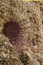 sea urchin